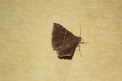 Ophisma