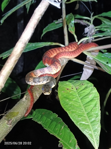 Photo of a Barred Keelback (Tropidonophis doriae)