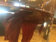 Betta splendens