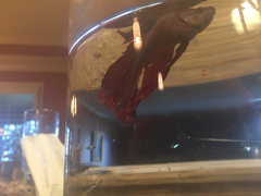 Betta splendens