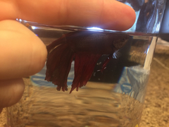 Betta splendens