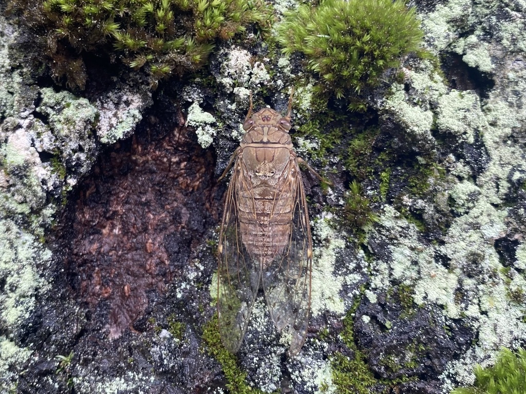 Metapurana parvituberculata