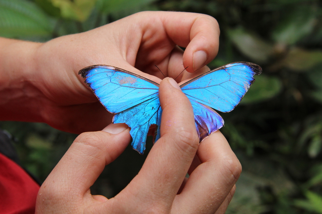 Aurora Morpho