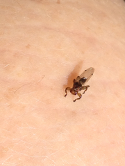 Lipoptena depressa