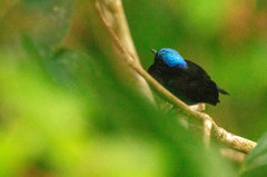 Lepidothrix coronata