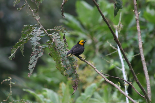 iNaturalist image