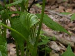 Arisaema stewardsonii