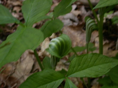 Arisaema stewardsonii