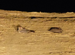 Caprimulgus longipennis