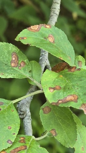 Eutypella juglandicola, 2025-06-25