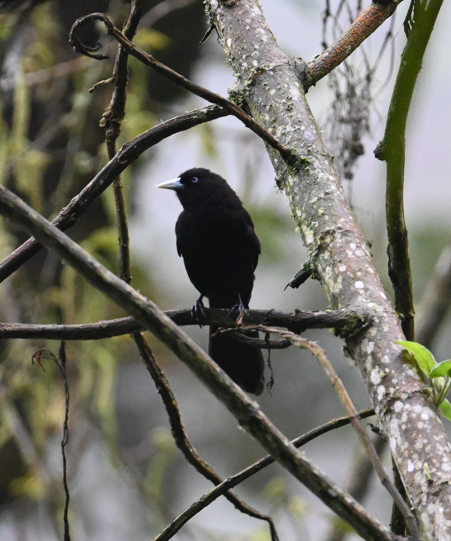 Mountain Cacique (Cacicus chrysonotus), photo 6