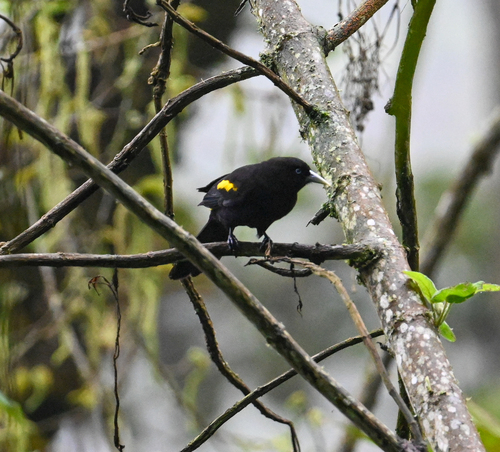 Mountain Cacique (Cacicus chrysonotus), photo 5