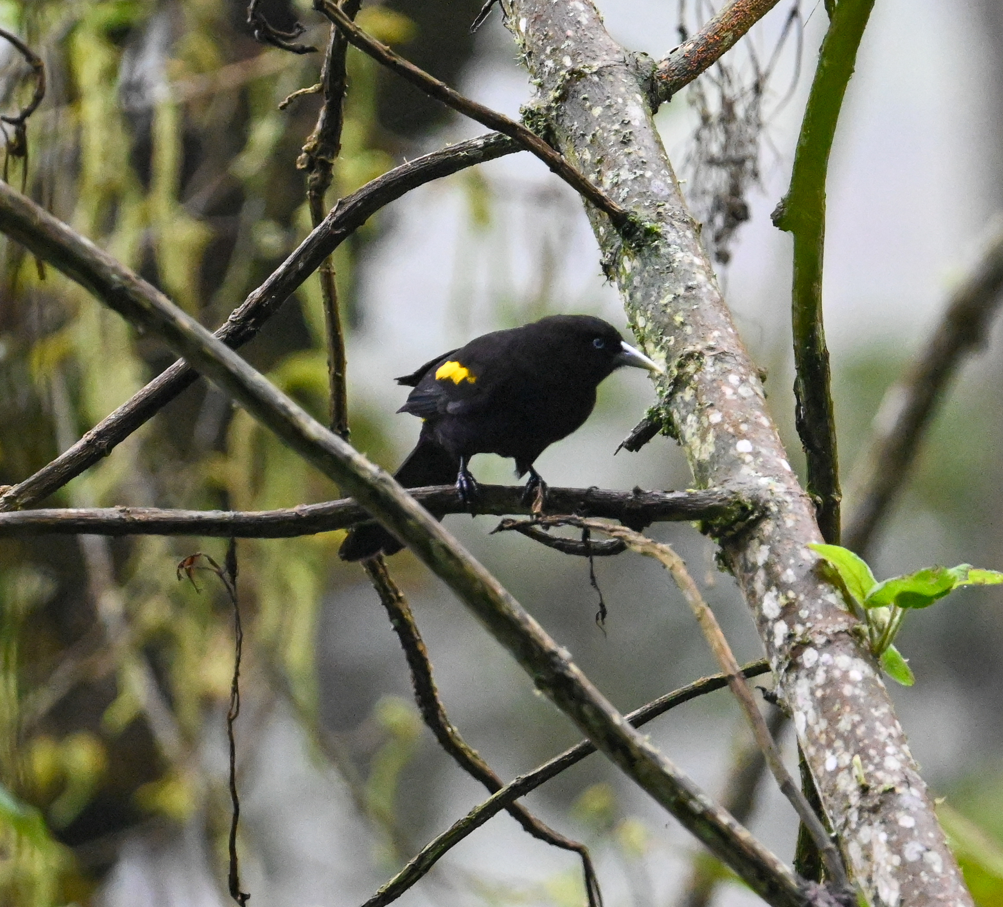 Mountain Cacique (Cacicus chrysonotus), photo 5