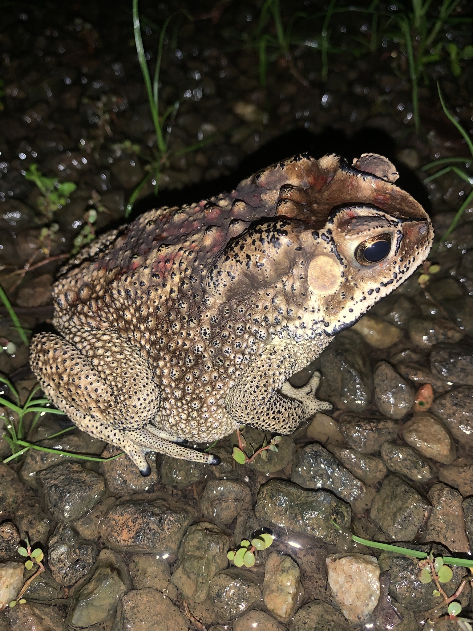 Indian Common True Toad