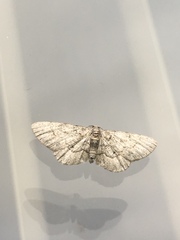 Iridopsis larvaria