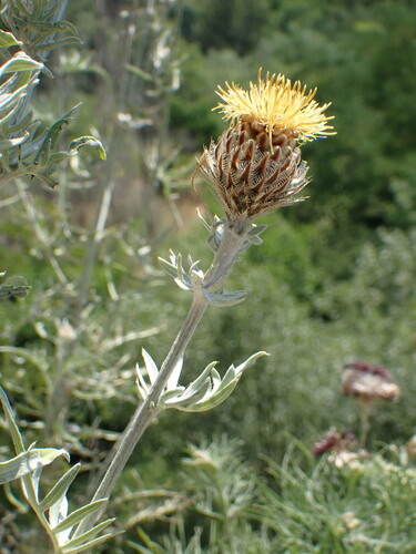 Centaurea calocephala, photograph 6