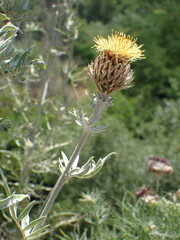 Centaurea calocephala, photograph (c) Milan Chytrý, some rights reserved (CC BY)