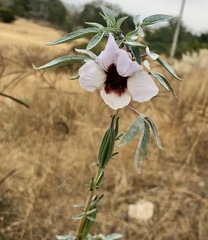 Pedaliaceae