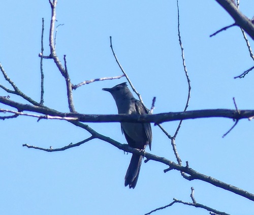 Gray Catbird photographed in South Dakota