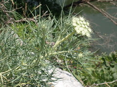 Seseli rigidum