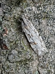 Scoparia chalicodes