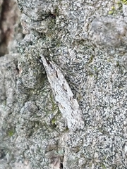 Scoparia chalicodes