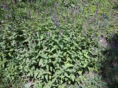 Nepeta grandiflora