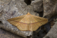 Thyrididae