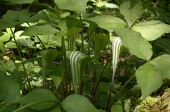 Arisaema stewardsonii