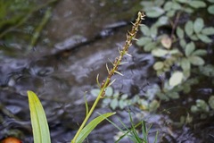 Platanthera tescamnis
