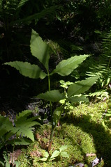 Arisaema stewardsonii
