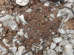 Clavascidium lacinulatum