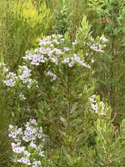 Psoralea obliqua