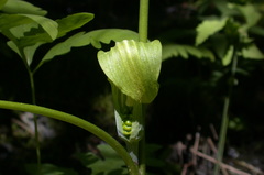 Arisaema stewardsonii
