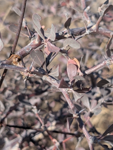 Purplepod clusterleaf