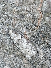 Izatha convulsella