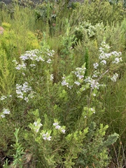 Psoralea obliqua