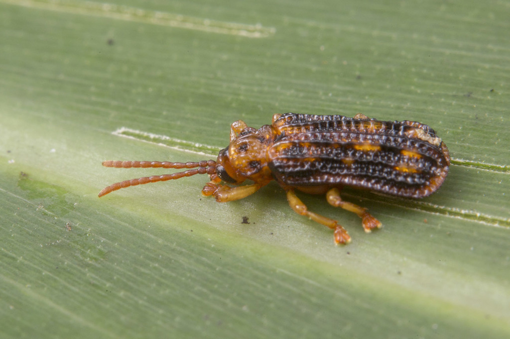 Gonophora