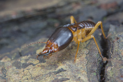 Macrotermes carbonarius