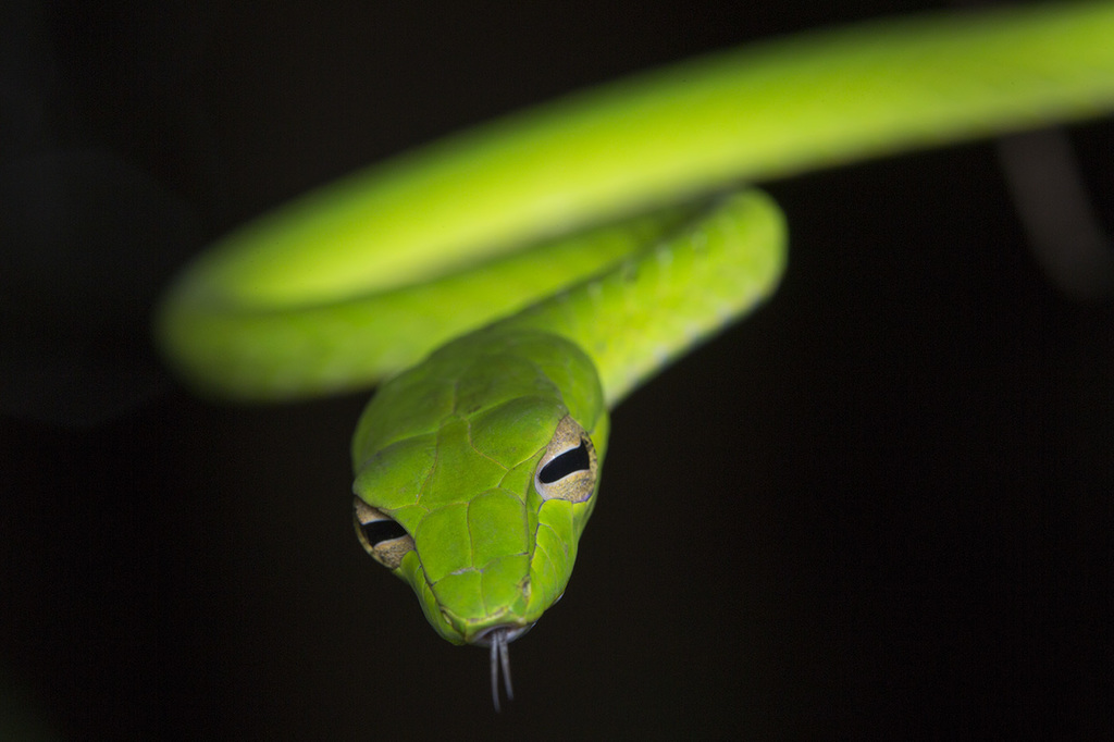 Asia-Pacific Whipsnakes