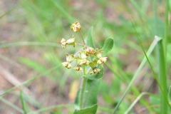 Asclepias contrayerba