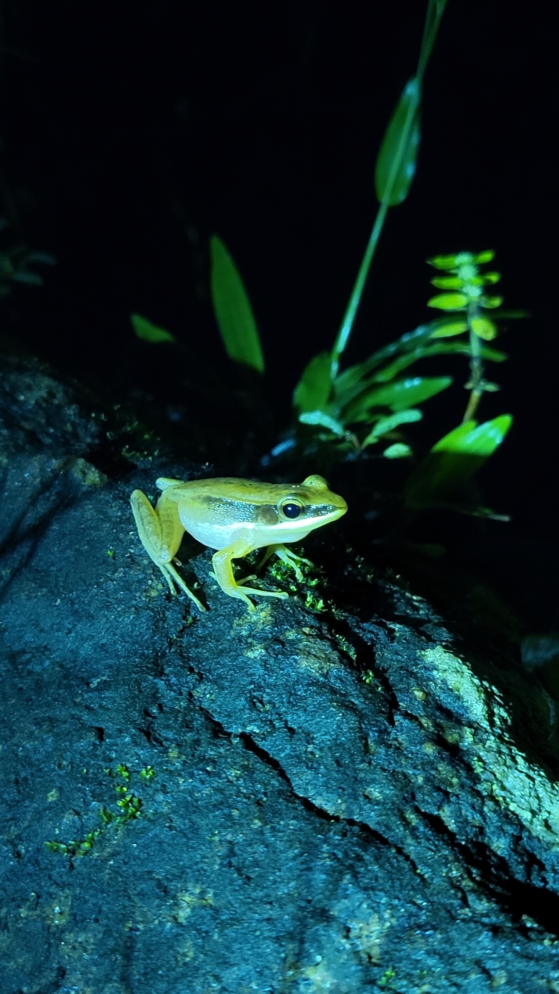 Urben Golden-Backed Frog
