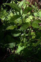 Arisaema stewardsonii