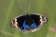 Junonia orithya wallacei