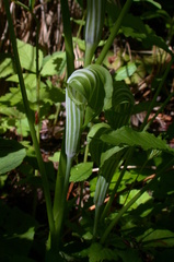 Arisaema stewardsonii