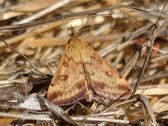 Pyrausta subsequalis