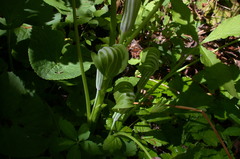 Arisaema stewardsonii