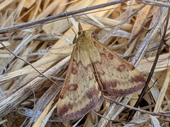 Pyrausta subsequalis