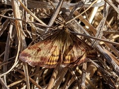 Pyrausta subsequalis