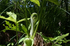 Arisaema stewardsonii